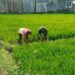 Babinsa Dukung Program Pertanian Hingga Tingkat Akar Rumput