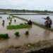 Dukung Ketahanan Pangan, Babinsa di Babahrot Dampingi Petani Cabut Benih Padi