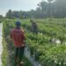 Perkuat Ketahanan Pangan, Babinsa Koramil 12/Sry Dampingi Petani Cabai Merah