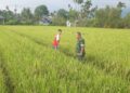 Babinsa Dampingi Petani di Susoh Kontrol Reproduktif Padi