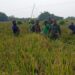 Babinsa Dampingi Panen Padi IR 32, Dukung Ekonomi Petani
