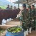 Prajurit Pasmar 2 Laksanakan Pelatihan Budidaya Sapi Di BBPP Kota Batu