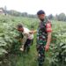 Dukung Pertanian di Wilayah Binaan, Babinsa Koramil 14/PB Komsos Dengan Petani Terong