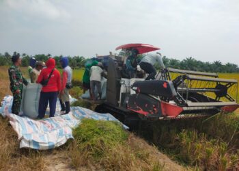 Kolaborasi Kodim 0209/Labuhanbatu dan PPL Pertanian Dukung Ketahanan Pangan di Kualuh Leidong
