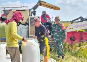 Koramil 02/TL Dukung Ketahanan Pangan, Babinsa Dampingi Panen Padi di Kualuh Hilir