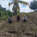 Di Tengah Ladang, Curhat Petani Jagung Lae Salak Ini Didengar Babinsa: Ada Harapan Baru untuk Swasembada Pangan