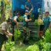 Yonarmed 12 Kostrad dan Warga Takirin Bersinergi Panen Pisang Demi Ketahanan Pangan Nasional