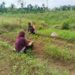 Babinsa Konsen Dampingi Petani di Susoh Tingkatkan Produksi Sayuran