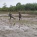 Dukung Peningkatan Produksi Pangan, Babinsa di Babahrot Turun Sawah Dampingi Petani Tanam Padi