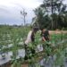 Babinsa Paya Pelawi Aktif Dampingi Petani Tingkatkan Hasil Panen