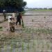 Babinsa Hadir di Tengah Sawah, Perkuat Semangat Petani Aluberawe