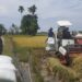 Dampingi Panen Padi, Babinsa Laporkan Tonase Gabah di Susoh Kembali Melipah