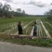 Konstan Dukung Ketahanan Pangan Nasional, Babinsa di Babahrot Dampingi Petani Kontrol Padi