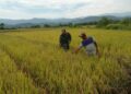 Cegah Gagal Panen, Babinsa Ingatkan Petani Intens Kontrol Reproduktif Padi