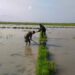 Babinsa Koramil 21/Madat Dampingi Petani Olah Lahan Sawah