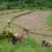 Wujud Kemanunggalan, Satgas TMMD Ke 127 Kodim 0808 Bantu Warga Panggul Pakan Ternak Dari Kebun