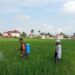 Antisipasi Serangan Ulat dan Belalang, Serda Andri Dampingi Petani Semprot Hama