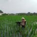 Babinsa Sananwetan Dampingi Petani Penyiangan Gulma Di Lahan Pertanian