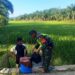 TNI Hadir di Lahan Pertanian, Pastikan Padi Tumbuh Optimal