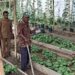 Kebun Hortikultura Pekarangan Jadi Contoh Ketahanan Pangan Gampong