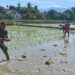 Buru Pahala Puasa, Babinsa Bantu Petani di Babahrot Tanam Padi