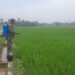 Turun ke Sawah, Babinsa Madat Dengar Aspirasi Petani Sekaligus Basmi Hama