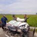 Babinsa dan Petani Kompak Angkut Hasil Panen di Langsa Timur