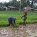 Kompak di Sawah, Babinsa dan Petani Siapkan Bibit Padi untuk Pindah Tanam