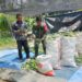 Babinsa Koramil 21/Madat Dampingi Petani, Panen Timun Berbuah Semangat