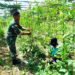 Babinsa Sungai Raya Perkuat Ketahanan Pangan Lewat Pendampingan Petani