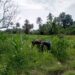 Perkuat Ketahanan Pangan, Babinsa Koramil 08/Spu Dampingi Petani Jagung