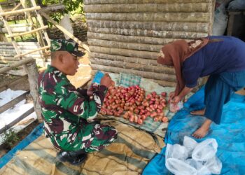 BERIKAN SEMANGAT, BABINSA KOMSOS KE PETANI JAMBU AIR DI WILAYAH BINAAN