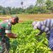 BABINSA KORAMIL 14/PB.SILATURAHMI DENGAN PETANI SAYUR KANGKUNG DAN BAYAM DI WILAYAH BINAAN