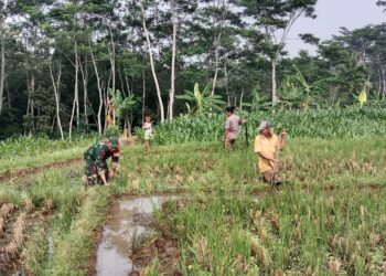 Dukung Swasembada Pangan, Babinsa Pohgajih Aktif Dampingi Petani Siapkan Lahan Sawah