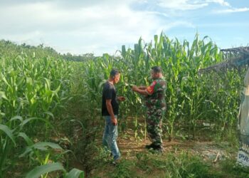 Babinsa Dampingi Petani di Babahrot Cek Kesuburan Jagung