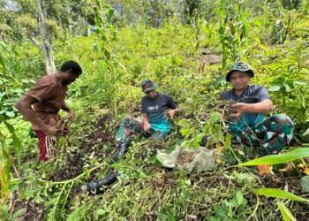 Wujud Kemanunggalan, Satgas Pamtas Yonarhanud 2 Kostrad Bahu-Membahu Panen Kacang Tanah di Perbatasan
