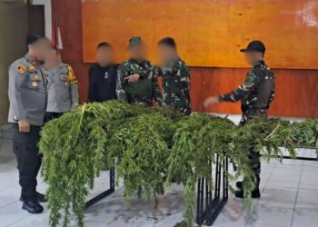 Satgas Swasembada Berhasil Ungkap Ladang Ganja di Pegunungan Bintang, Puluhan Tanaman Siap Panen Diamankan