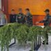 Satgas Swasembada Berhasil Ungkap Ladang Ganja di Pegunungan Bintang, Puluhan Tanaman Siap Panen Diamankan