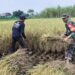 Wujud Nyata Babinsa Kaliboto Bersama Petani Laksanakan Panen Padi, Dukung Ketahanan Pangan Desa