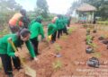 “Hijaukan Bumi”,Persit KCK Cabang XVl Kodim 0502 Koorcabrem 052 PD Jaya Tanam Pohon Produktif Untuk Menjaga Lingkungan