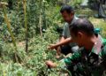 Dukung Ketahanan Pangan, Babinsa Sertu Kosim Dampingi Petani Tomat