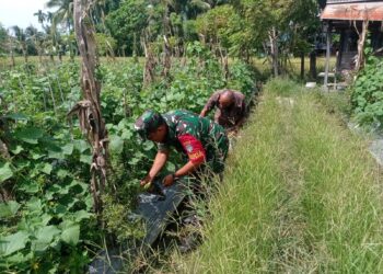 Babinsa Koramil Susoh Dampingi Petani Manfaatkan Lahan Tidur Jadi Kebun Sayur Produktif