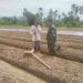 Babinsa Dampingi Warga di Susoh Kembangkan Budidaya Cabai di Lahan Tidur