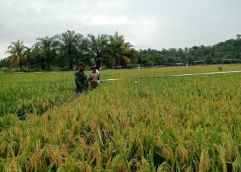Jaga Produktivitas Sawah, Babinsa Dampingi Petani Kendalikan Hama Burung
