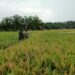 Jaga Produktivitas Sawah, Babinsa Dampingi Petani Kendalikan Hama Burung