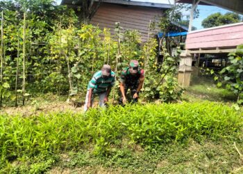 Dukung Ketahanan Pangan, Babinsa Peunaron Intens Dampingi Petani