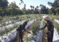 Babinsa Susoh Dampingi Petani Rawat Tanaman Cabai di Lahan Produktif Baru