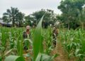 Babinsa dan Petani Kompak Rawat Jagung Demi Hasil Panen Maksimal