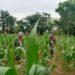 Babinsa dan Petani Kompak Rawat Jagung Demi Hasil Panen Maksimal