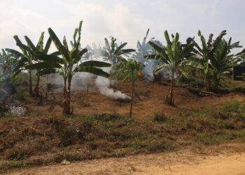 Satgas TMMD 0104/Atim Tuntaskan Pekerjaan Lanjutan Lahan Produktif 1 Hektare